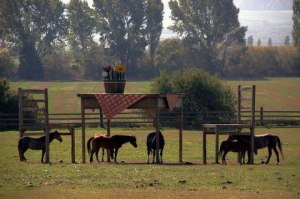 Horse Table and Chairs