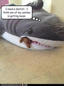 Shark Dog