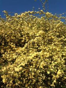 Antique Yellow Rose Explosion