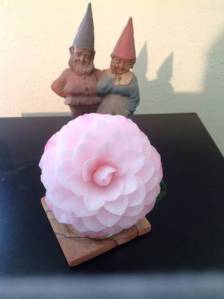 Gnomes and Pink Camelia