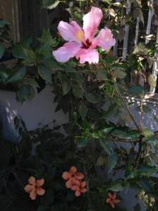 Pink Hibiscus