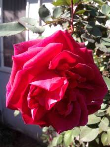 red rose II
