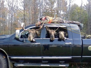 Give a moose a beer and look why happens!