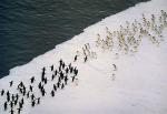 penguins running toward each other