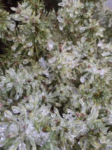 after-the-ice-storm-img_0684